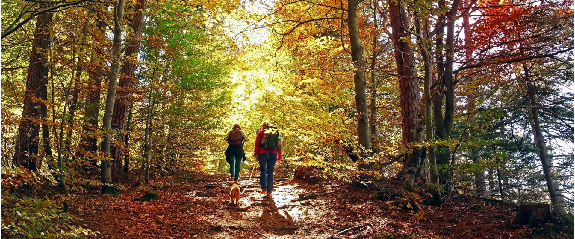 hiking in forest in autumn